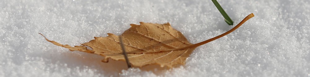 Blatt und Keim©Dr.M.E.Waelsch