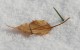 Blatt und Keim©Dr.M.E.Waelsch