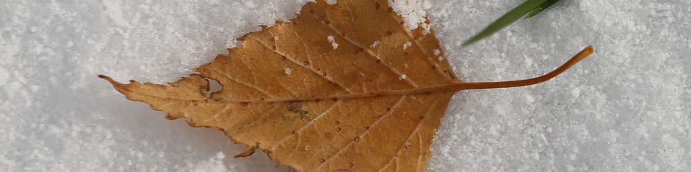Blatt und Spitze©Dr.M.E.Waelsch