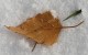Blatt und Spitze©Dr.M.E.Waelsch