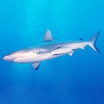 Tiburón Tiburón
