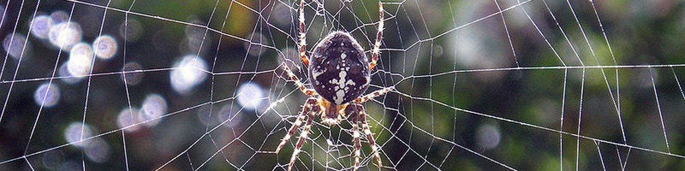 Kreuzspinne1000 Kreuzspinne1000